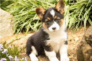 Madison - Pembroke Welsh Corgi for sale