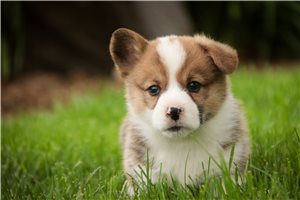 Sammy - puppy for sale