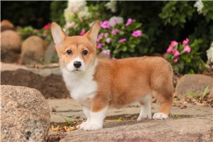 Nica - Corgi, Pembroke Welsh for sale