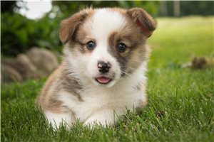 Sebastian - Corgi, Pembroke Welsh for sale