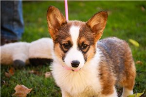 Kelly - Corgi, Pembroke Welsh for sale
