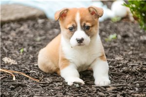 Nemo - puppy for sale