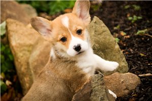 Smith - Corgi, Pembroke Welsh for sale