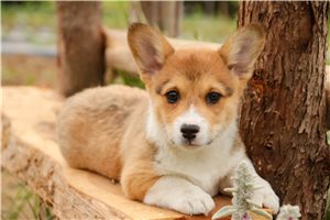 Patty - Pembroke Welsh Corgi for sale