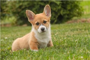 Otto - Corgi, Pembroke Welsh for sale