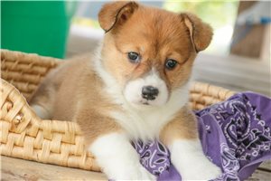 Nica - puppy for sale