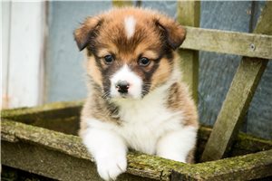 Michael - Pembroke Welsh Corgi for sale