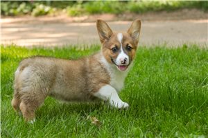 Mila - Pembroke Welsh Corgi for sale