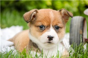 Nathan - puppy for sale