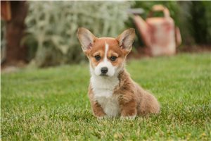 Olive - Corgi, Pembroke Welsh for sale