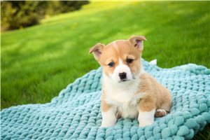Jabin | Puppies For Sale at Pawrade