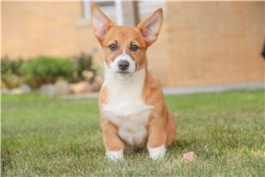 Opie - Corgi, Pembroke Welsh for sale