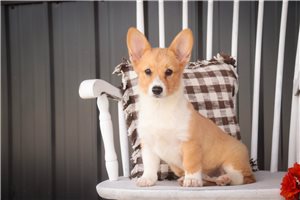Wednesday - Pembroke Welsh Corgi for sale