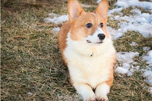 Dalton - Corgi, Pembroke Welsh for sale