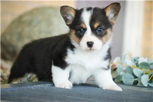 Phillip - Corgi, Pembroke Welsh for sale