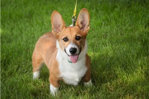 Otto - Corgi, Pembroke Welsh for sale