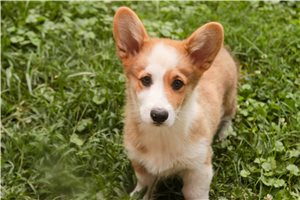 Sebastian - Corgi, Pembroke Welsh for sale