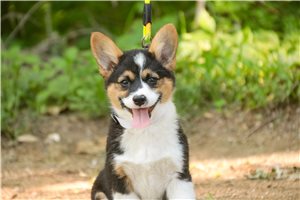Madison - Corgi, Pembroke Welsh for sale