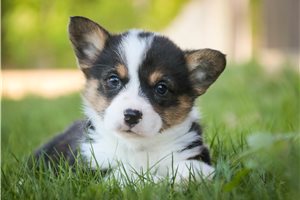 Phillip - Corgi, Pembroke Welsh for sale