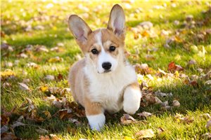 Opie - Corgi, Pembroke Welsh for sale