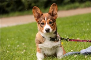Maria - Corgi, Pembroke Welsh for sale