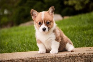 Babe - Pembroke Welsh Corgi for sale