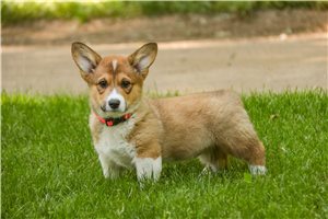 Michael - Corgi, Pembroke Welsh for sale