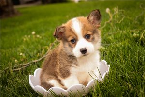 Balto - puppy for sale