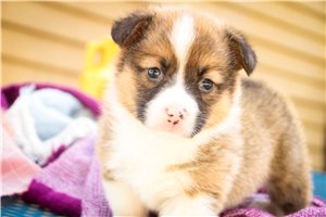 Mila - Corgi, Pembroke Welsh for sale