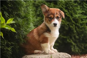Nathan - Corgi, Pembroke Welsh for sale