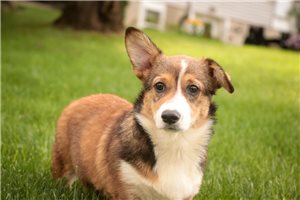 Nathan - Pembroke Welsh Corgi for sale