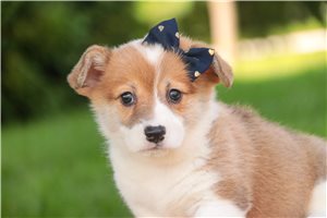 Zelda - puppy for sale