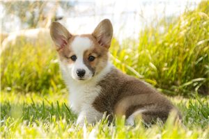 Sebastian - Corgi, Pembroke Welsh for sale
