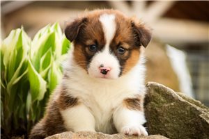 Mateo - Corgi, Pembroke Welsh for sale