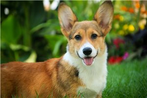 Nica - puppy for sale