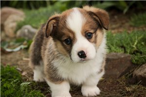 Salem - puppy for sale