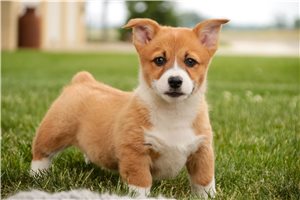 Opie - Corgi, Pembroke Welsh for sale