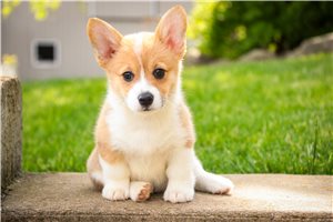Babe - Corgi, Pembroke Welsh for sale