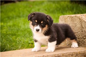 Bandit - Pembroke Welsh Corgi for sale