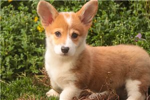 Zelda - Corgi, Pembroke Welsh for sale
