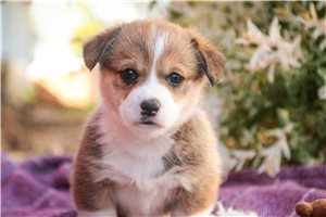 Olive - Corgi, Pembroke Welsh for sale