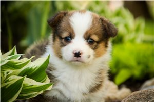 Maeve - Corgi, Pembroke Welsh for sale