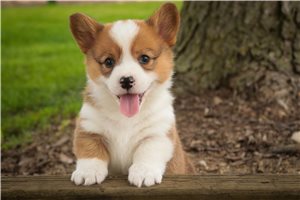 Slater - puppy for sale