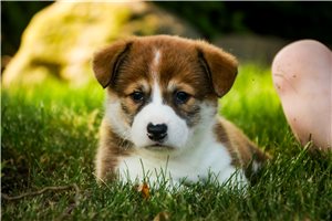 Ferris | Puppies For Sale at Pawrade