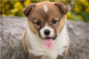 Sierra - puppy for sale