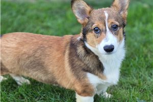 Nathan - Pembroke Welsh Corgi for sale