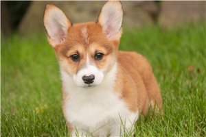 Nadine - Corgi, Pembroke Welsh for sale