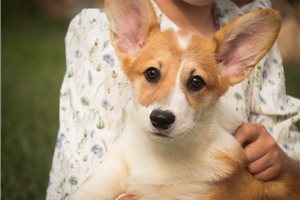 Zelda - Pembroke Welsh Corgi for sale