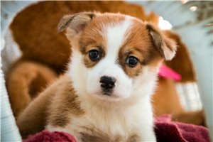 Bingo - puppy for sale