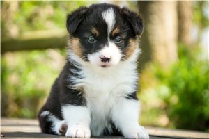 Madison - Corgi, Pembroke Welsh for sale